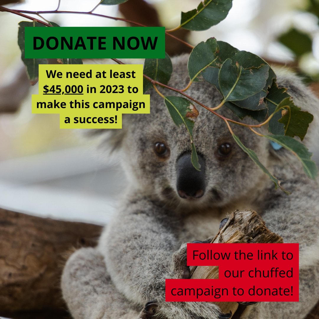 totenviro's tweet photo. WE PASSED OUR 10% GOAL!

Thank you to all our donors who have helped us pass the 10% mark in our goal to effectively campaign for #SydneyBasinKoalas!

You can still donate to help us reach our 25% goal before the NSW election ➡️  https://t.co/KalM9kjIXh #BigKoalaPicnic https://t.co/1iIRexppYJ