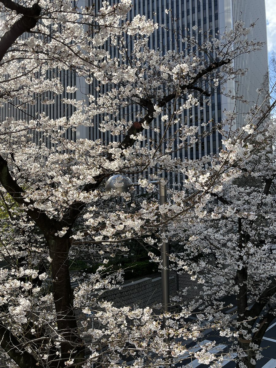 Two more days to peak bloom in Tokyo I am told! The blossoms are getting there
