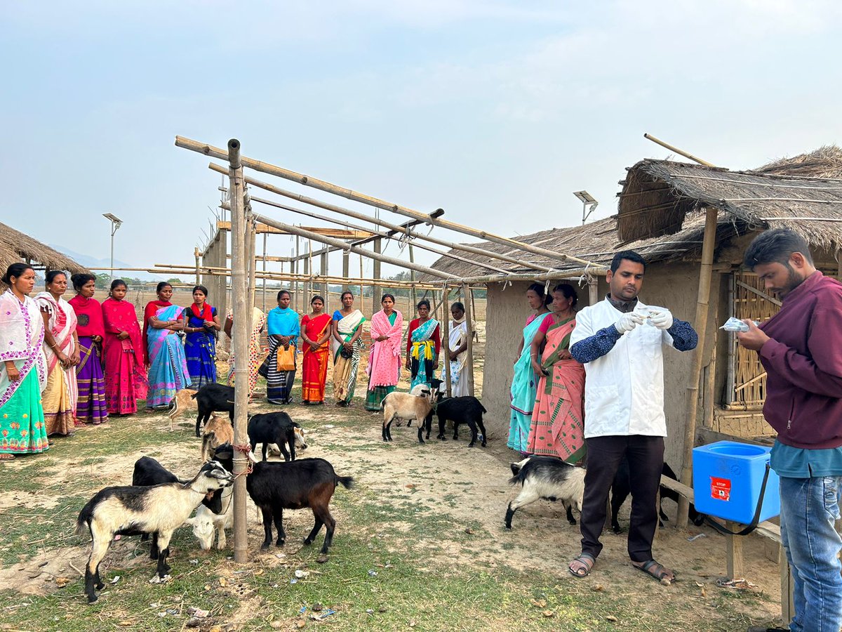 humanaidint's tweet photo. Exciting news! Our collaboration with #NEADS and the #VitolFoundation has distributed she-goats to women beneficiaries for their livelihood. Thanks to Dr Utpal Talukdar for conducting vaccination and health check-ups during the distribution in Kampur-Nagaon.
#livelihood https://t.co/TgDYOELTEt