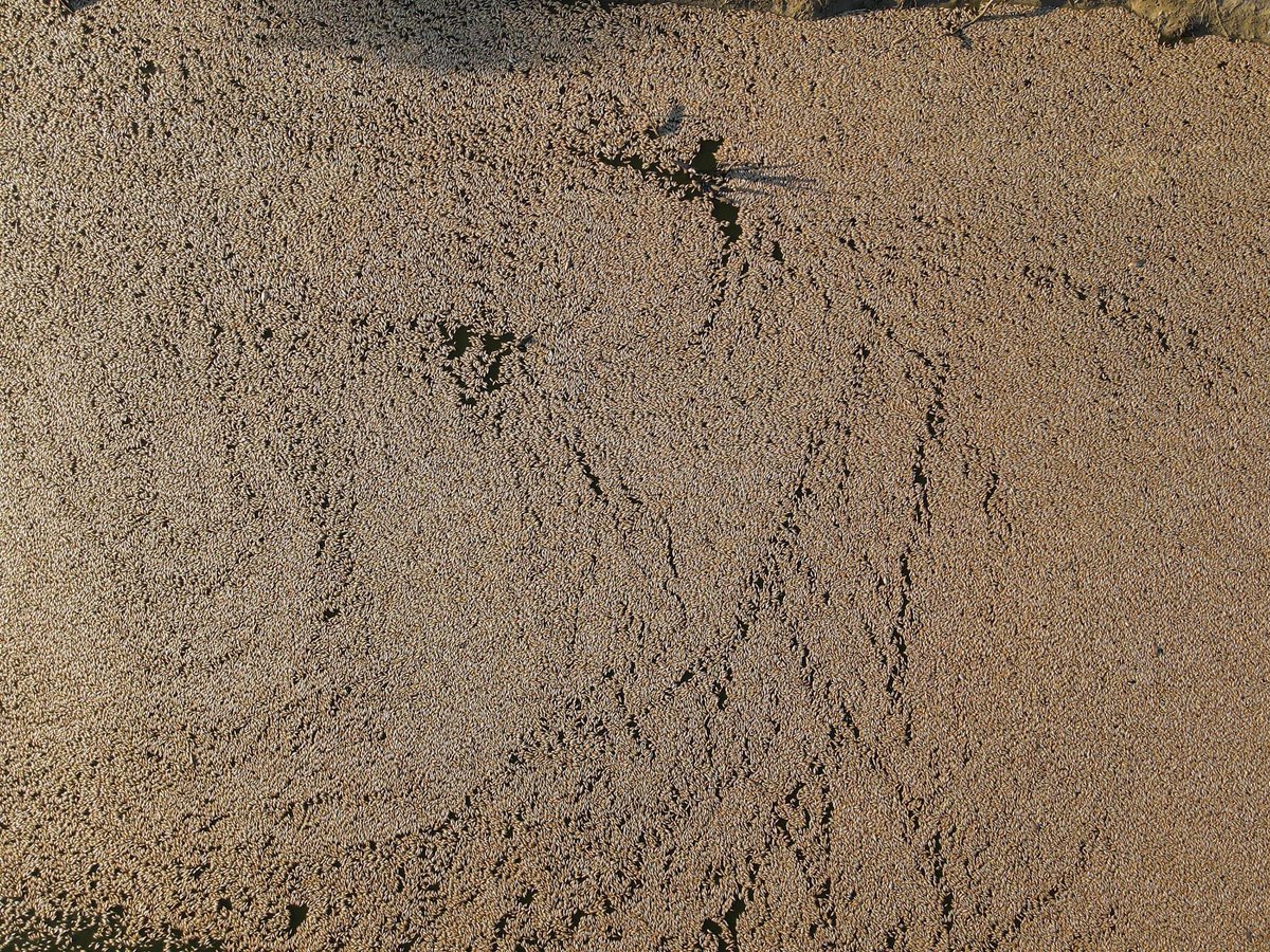 After spending three days on the ground in Menindee there are still so many heartbreaking scenes that shock you 🥲  This blanket of dead fish is below the town heading into Kinchega National Park. #DarlingRiver <a href="/ABCRural/">ABC Rural</a> <a href="/abcnews/">ABC News</a> 📷 Michael Minns