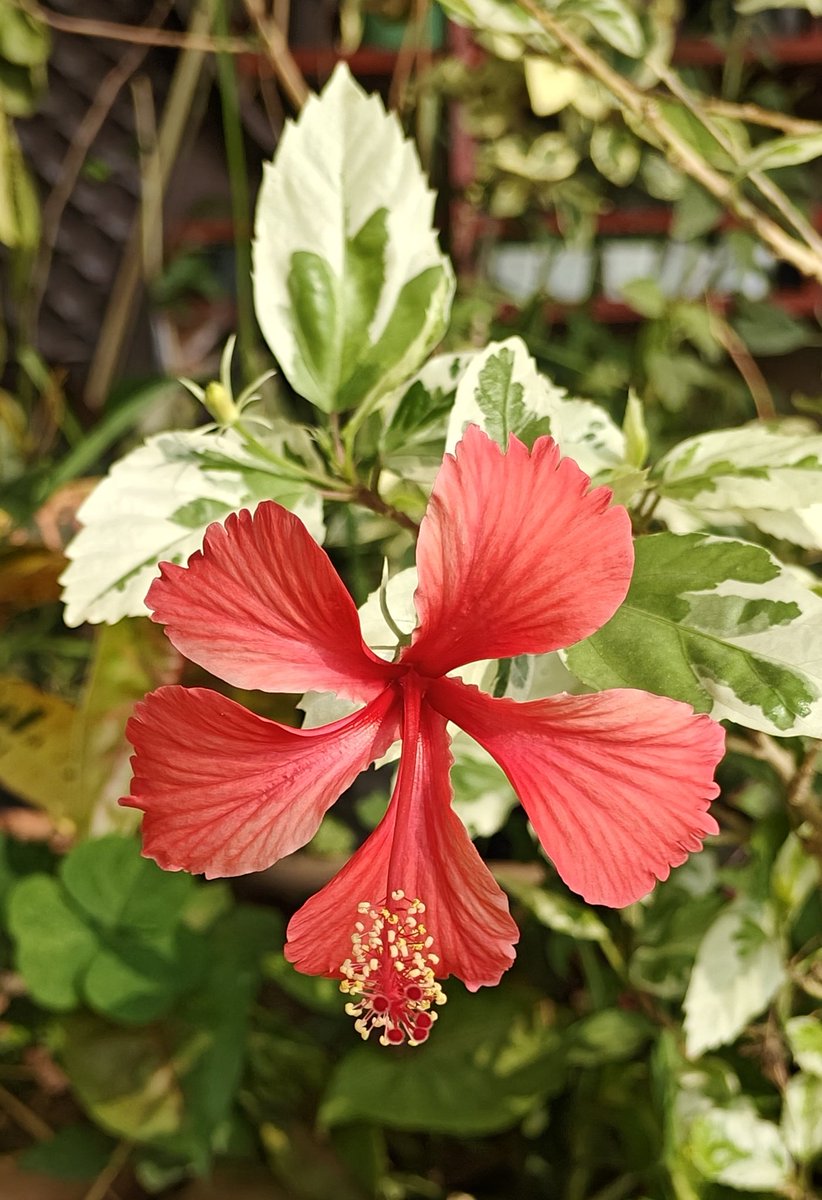 rajsol29's tweet photo. Good morning World 🙏🌹🙏
#hibiscus #hibiscusflower #hibiscustea #GardeningTwitter #gardenoftwitter #mondaymotivation
#floweroftheday #roseflower #roses
#rose #roseplant
#adeniumlover #adenium #adeniumflower #adeniumplant #adeniumplantsinjodhpur
#garden #gardening #gardensoffacebook #gardeningfacebook #gardeningismytherapy #flowerplants #flowers #plants #summer #rajgardenlants #rookhrajpaudhshala #plantnursery #nurserynearme
#rareplants #summerflowers
https://t.co/yY42Z8USLC
#InternationalDayOfHappiness