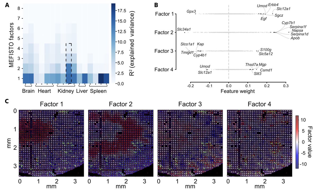 johwirth's tweet photo. Finally we showed that #xDBiT is compatible with state-of-the-art analysis tools like #MEFISTO or #cell2location to gain more detailed information on the structure of the multidimensional datasets. For this, the #kidney was used as model organ. 5/6 https://t.co/JaMk4ayrv9