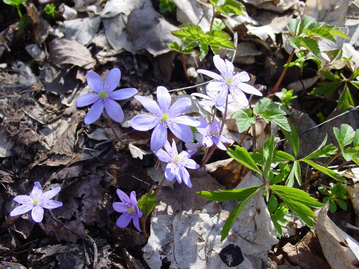 Dnes začíná astronomické jaro. Jarní rovnodennost nastává přesně ve 22:24. 
Někoho to možná překvapí - mnozí z nás se totiž ve škole učili, že jarní rovnodennost připadá každoročně na 21. března. To se ale od roku 2012 změnilo.