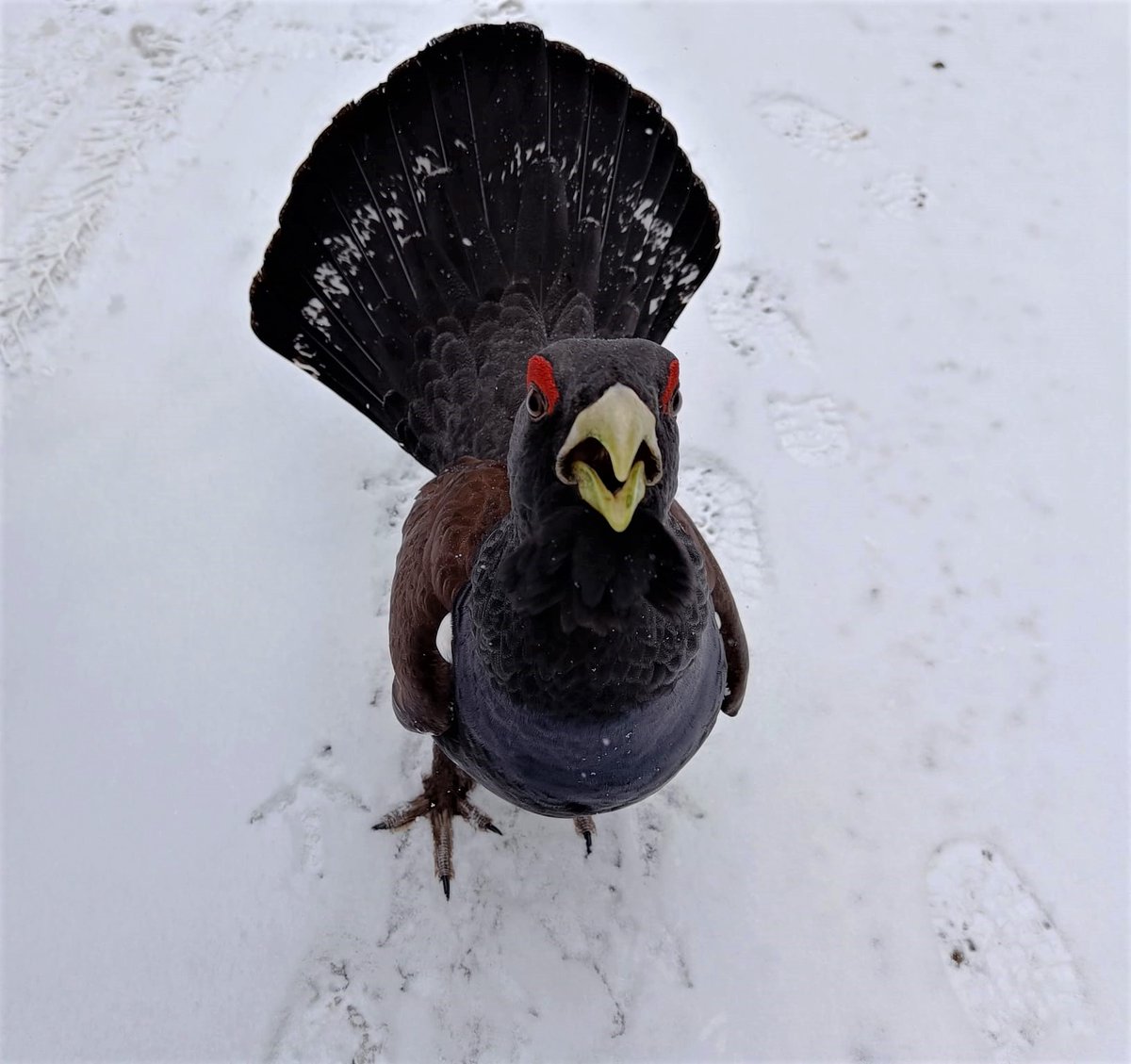 RNP_Romsilva's tweet photo. Întâlnire de pomină☺️ Rangerii de la Parcul National Calimani s-au întlnit cu un cocoș de munte curajos și curios și arțăgos.
#Tetraourogallus #capercaillie #cocosdemunte #Romania #birds #Calimani #NationalPark #parkranger #birdphotography https://t.co/qJHREkesMV