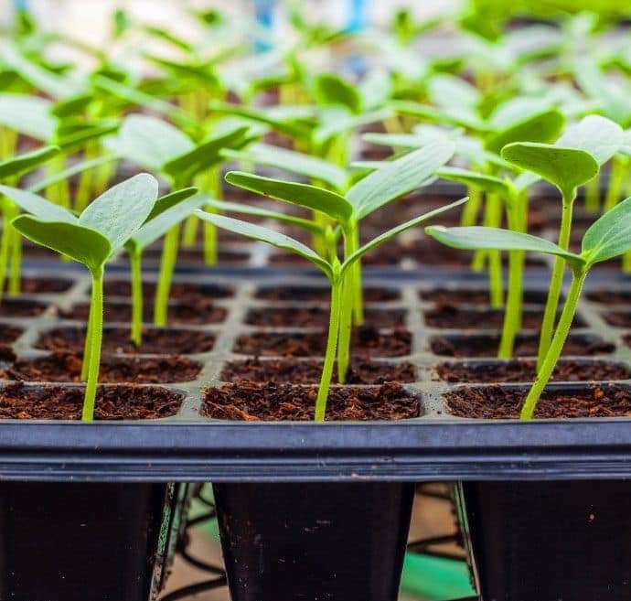 thegloryadeniyi's tweet image. Dear farmer,
Now Election is Over! Fully back to work and congratulations to all Candidates who won, May their season favour us and our business!

So what have you planted?  
Me: Pepper and something huge that will transition your agribusiness to a better level.

#agriculture