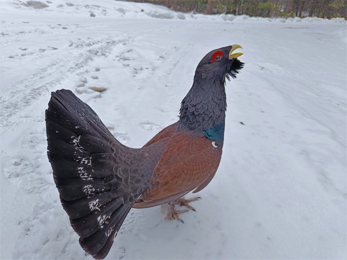 RNP_Romsilva's tweet photo. Întâlnire de pomină☺️ Rangerii de la Parcul National Calimani s-au întlnit cu un cocoș de munte curajos și curios și arțăgos.
#Tetraourogallus #capercaillie #cocosdemunte #Romania #birds #Calimani #NationalPark #parkranger #birdphotography https://t.co/qJHREkesMV