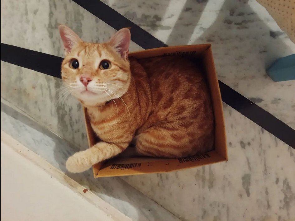 nodubby's tweet image. me and my cats&apos; shared obsession with @amazonIN boxes #PledgeToReuse