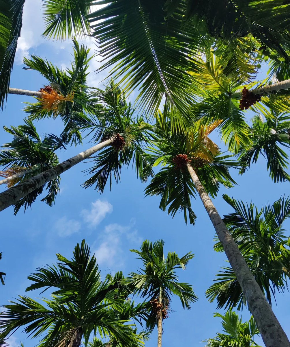 BarefootAndaman's tweet photo. No such thing as #MondayBlues when you’re at Havelock. With sunshine, blue skies, and a tropical vibe, a good time is guaranteed on the island. 🌴

📸: @devyanganasagar 

#Havelock #HavelockIsland #Travel #Island #Resorts #FamilyHoliday #Beach https://t.co/1Wbc43Wvzm