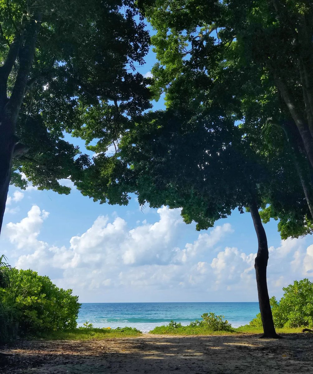 BarefootAndaman's tweet photo. No such thing as #MondayBlues when you’re at Havelock. With sunshine, blue skies, and a tropical vibe, a good time is guaranteed on the island. 🌴

📸: @devyanganasagar 

#Havelock #HavelockIsland #Travel #Island #Resorts #FamilyHoliday #Beach https://t.co/1Wbc43Wvzm