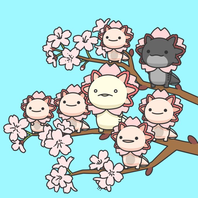 満開のウーパールーパー 