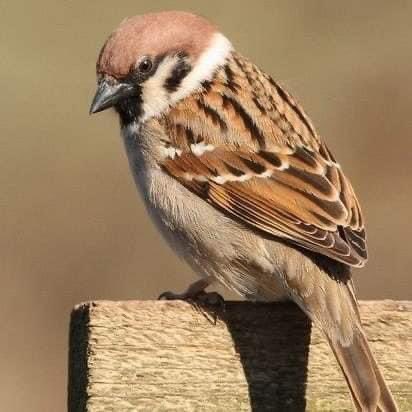 लौट आओ गौरेया के तुम बिन,
ये आंगन सूना लगता है..
#विश्वगौरैयादिवस