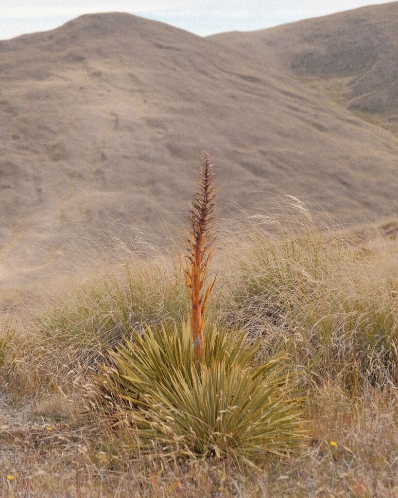 Thanaz's tweet photo. Speargrass on the Crown Range summit.

#Queenstown #mountains #speargrass #hike #hiking #nature #flora #newzealand #fujix #fujifilm https://t.co/Y3rWy6SFq1 https://t.co/QZPVemgLMV
