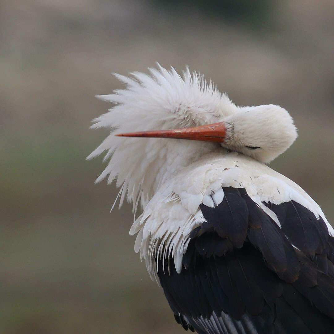 #haftanınkuşu hoşgelmişler #leylek #whitestork #bird #kuş