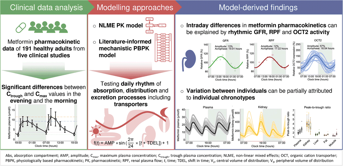DiabetologiaJnl's tweet photo. #Pharmacokinetic #modelling indicates that observed significant time-of-day variation in #pharmacokinetics of #metformin could be attributed to rhythms in passive and active #renal excretion. #PK #NLME #PBPK #T2DM https://t.co/QCupJlztor 🔓 https://t.co/nkCPZsV44Y