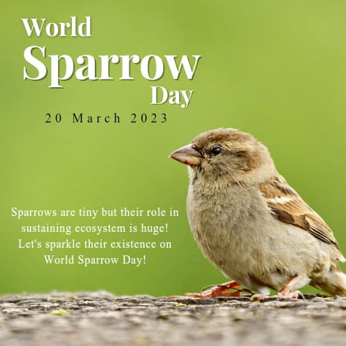DSSNewsUpdates's tweet photo. Our little efforts and determination can save the tiny but huge contributors of our ecosystem. Just keep some grains and water for them to protect these lovely birds. #WorldSparrowDay https://t.co/6tkArts2ta