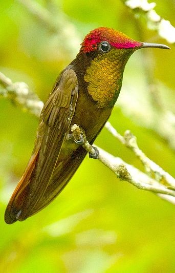 Kheyt_Sea_igs's tweet photo. @RomainSandro Good morning Sandro!
#redhummingbird https://t.co/L7Dao1BcpA