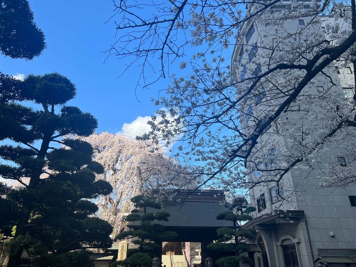 gxp_inc's tweet photo. お昼休みに会社近くのお寺に行ってきました！
満開予想日は明日ですが、一足先に見頃のようです。
綺麗で癒されました
#GxP #GxPの日常 #桜 https://t.co/kU5RpzNyIX