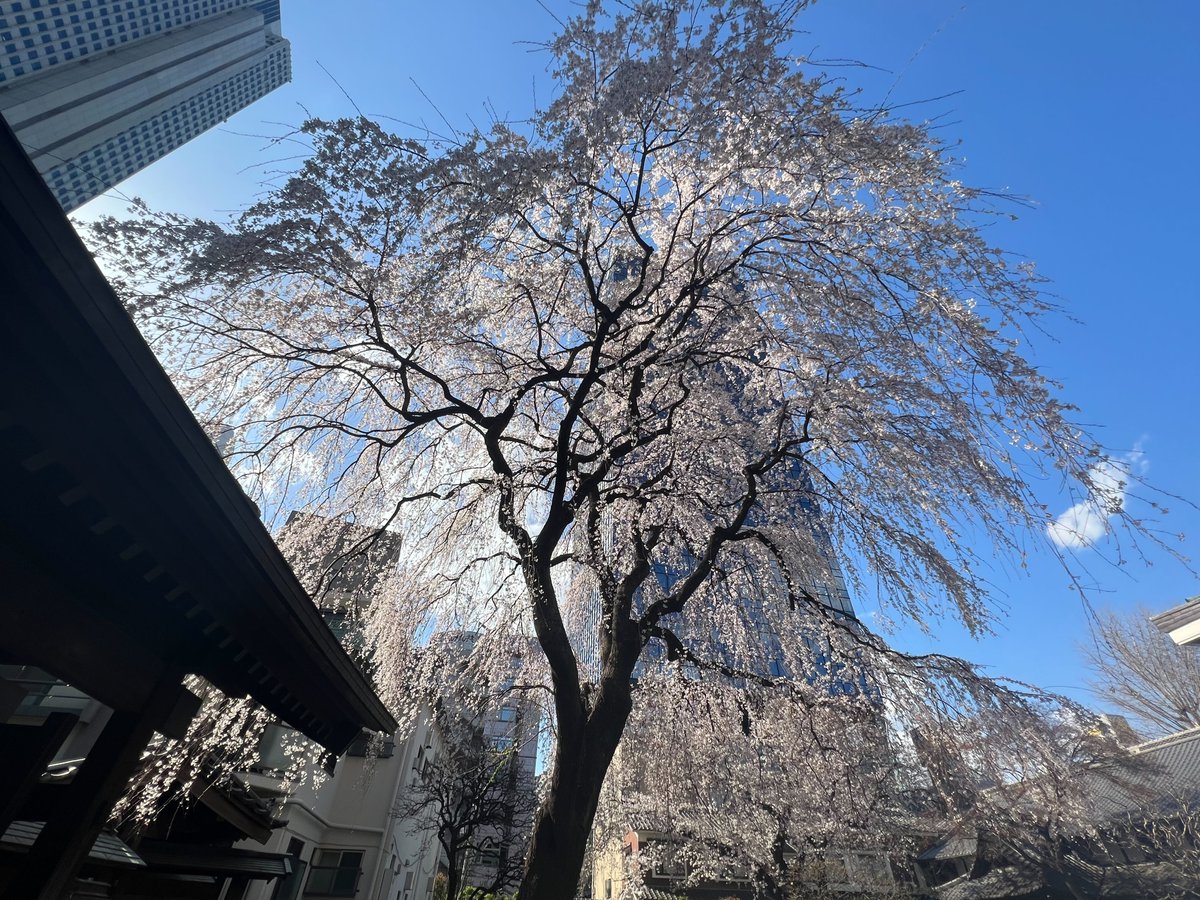 gxp_inc's tweet photo. お昼休みに会社近くのお寺に行ってきました！
満開予想日は明日ですが、一足先に見頃のようです。
綺麗で癒されました
#GxP #GxPの日常 #桜 https://t.co/kU5RpzNyIX