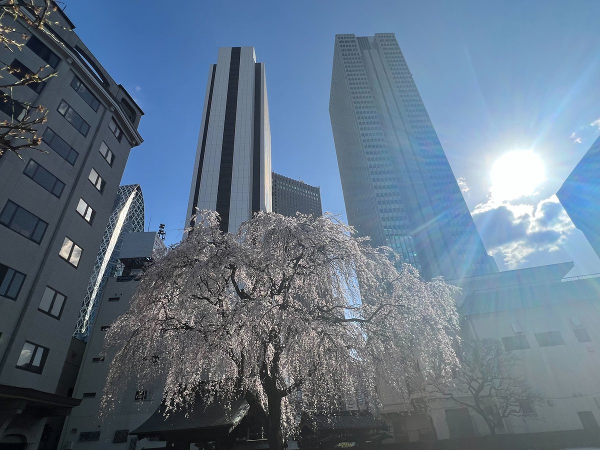 gxp_inc's tweet photo. お昼休みに会社近くのお寺に行ってきました！
満開予想日は明日ですが、一足先に見頃のようです。
綺麗で癒されました
#GxP #GxPの日常 #桜 https://t.co/kU5RpzNyIX