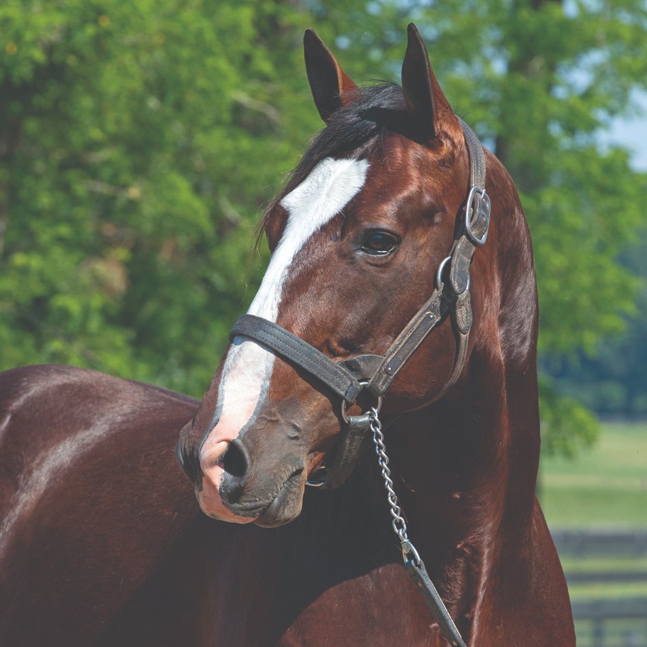 WoodlandsStudNZ's tweet photo. Solid Day on the tools for our sires as we land 50% of the card @BathurstClub for the 3yo Gold Bracelet and Gold Chalice.
Double for @greatwhiteblaze and Gold Medals to American Ideal and Bettors Delight π₯π₯π₯π₯
#stallionpower #theAteam #Shuttlestallionsrule https://t.co/izqbVtuS9Y
