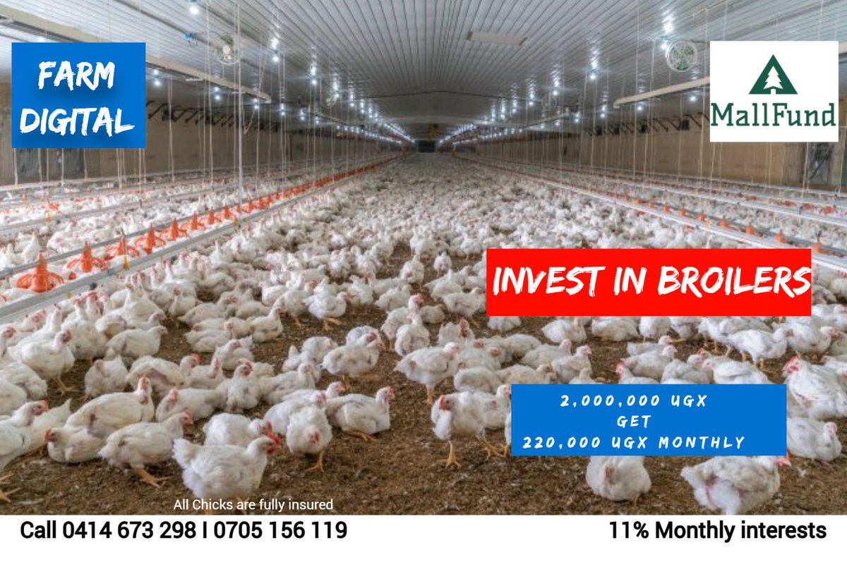 bamwinejnr's tweet photo. Broiler chicken farming is very lucrative business. We employ the best farming techniques and insure against death of birds which is how we guarantee you 11% interest every month.Letβs do your farming. Invest today. #FarmDigital #MallFund https://t.co/Ufvru94IBN