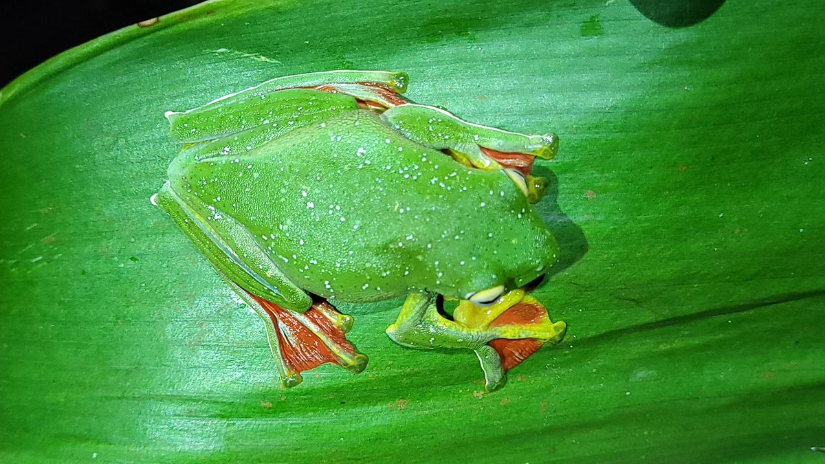 Happy #worldfrogday here is one of the gliders from the Western Ghats  with a beautiful red webbing  🐸