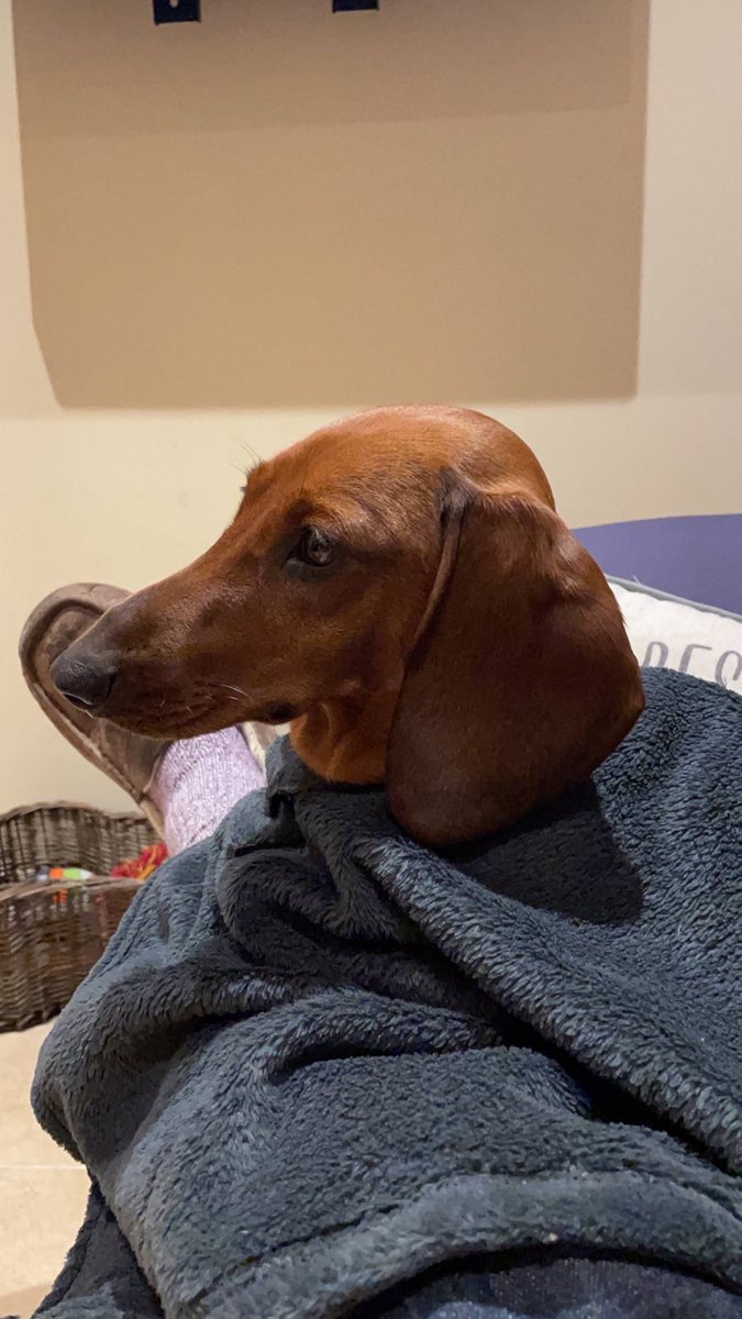 LisaR150's tweet photo. @sarajcox @BBCRadio2 Velma remodels blanket as cape…… https://t.co/bKLjTKKp6R