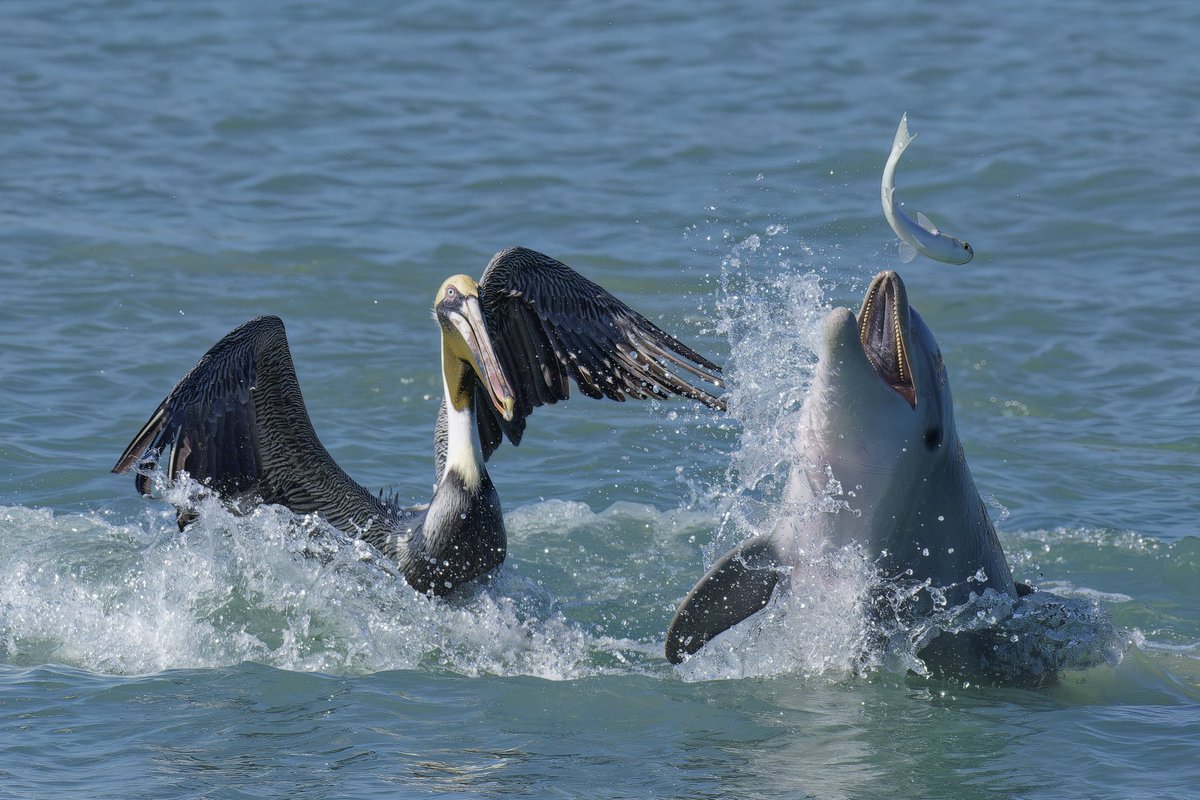 Dolphin and brown Pelican after the same fish, don’t think this will end well for the fish #sebastian #inlet @NatGeoMag @NatGeoPhotos @WildlifeMag #BBCWildlifePOTD #oceanlove #greenseaturtle #whalewatching #ocean #cetacean #dolphinlove #marineanimals #oceanlife #sealife #dolphin
