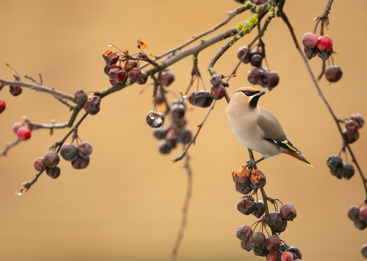 benandrewphotos's tweet photo. Some more recent Waxwing shots! https://t.co/wq3P6xH6vq