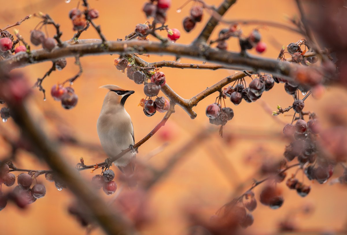 benandrewphotos's tweet photo. Some more recent Waxwing shots! https://t.co/wq3P6xH6vq