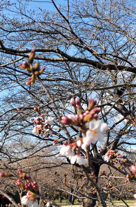 早すぎたんだ桜もチューリップも…!菜の花はぼちぼちでした盆栽はどの季節でも最高 