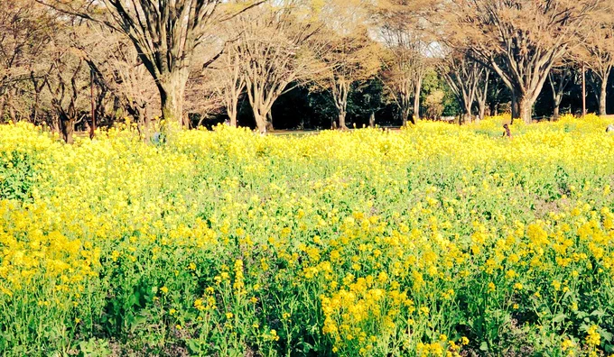 早すぎたんだ桜もチューリップも…!菜の花はぼちぼちでした盆栽はどの季節でも最高 