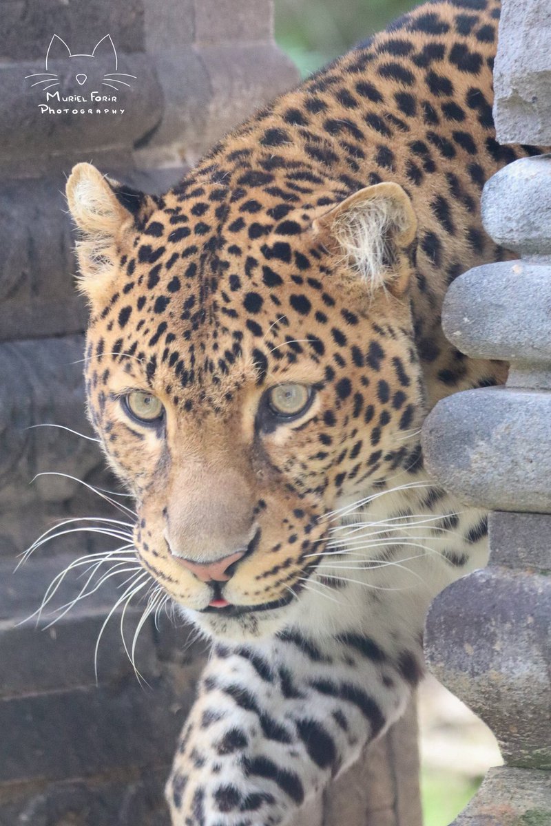 MurielFPhotos's tweet photo. Pelangi #pairadaiza https://t.co/IL0QH32MnT