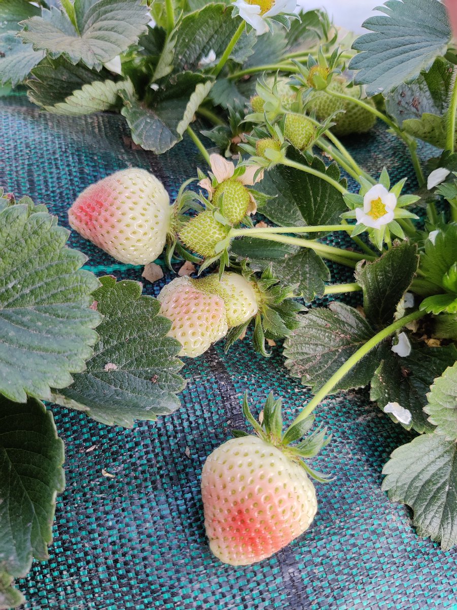 fleursdeterre's tweet photo. #fraise2023 https://t.co/ma5nRiIMdb