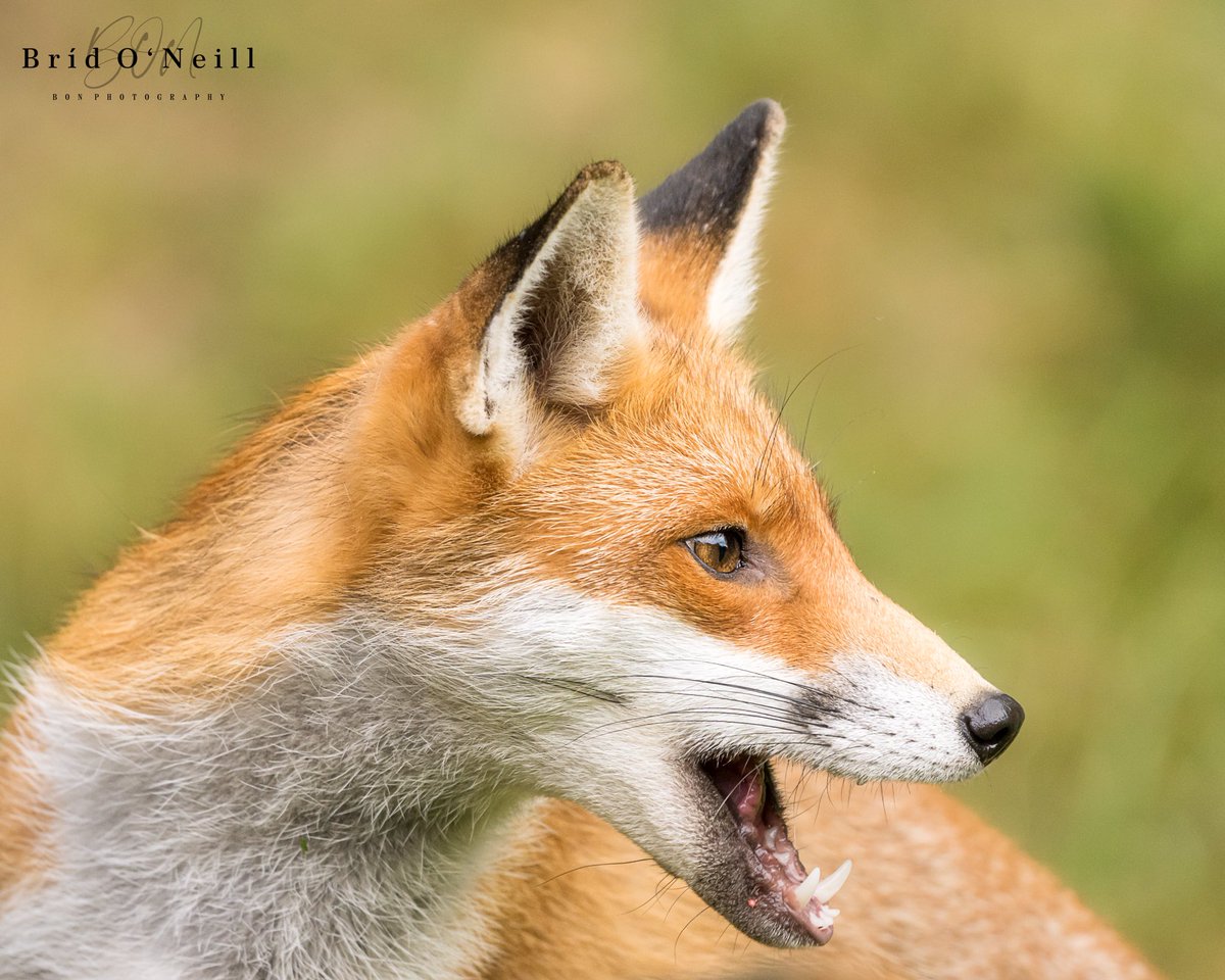 Great news to hear this young lady is going to be a mammy fox soon 🦊

Season of new life & growth is here as seasons are changing again.

#foxoftheday #saveafox #wildlifephotography #irishwildlife #BONPhotography #vixen #redfoxes #ilovefoxes #wildlifeconservation #irishfoxes