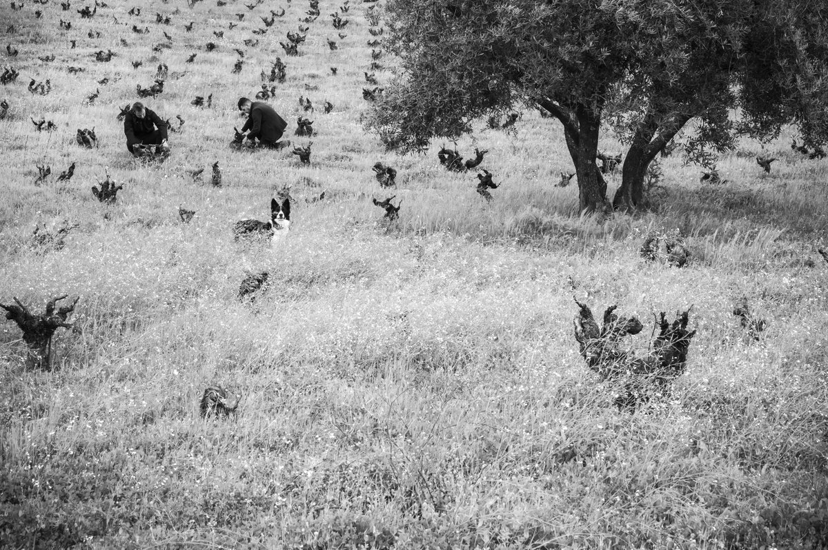 ¡Buenos días! 
Vamos diciendo adiós al invierno y a unas labores destinadas a mantener el equilibrio, la #biodiversidad y un estado sanitario óptimo del terreno y de la planta. Todo preparado para el inicio de un nuevo ciclo. 🌱
