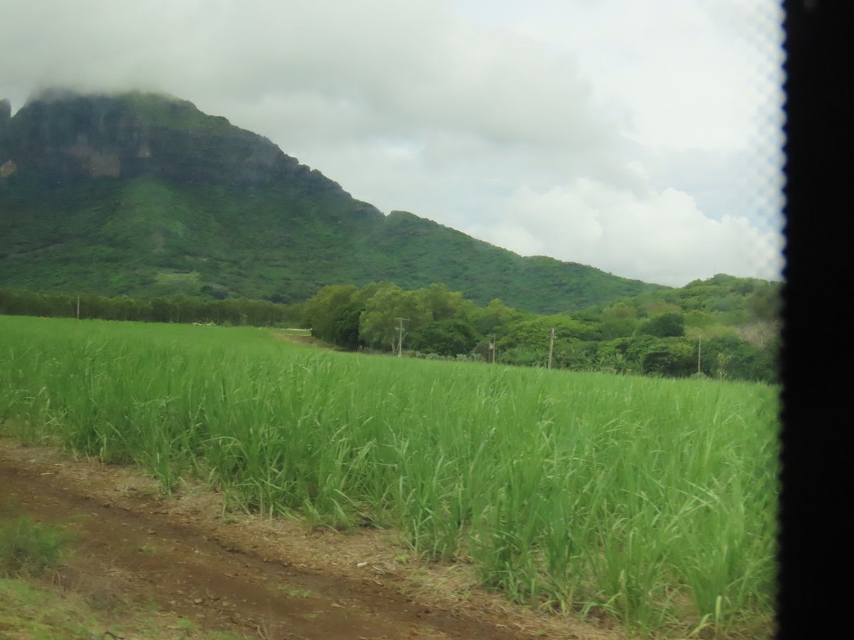 jcantame's tweet photo. Sugarcane growing in  Mauritius with Plant Cane and  a Sugar Terminal that could be in Queensland.  All their sugar goes to England @canegrowers @Sugarcane @Mauritius https://t.co/v5T7S5jUXk