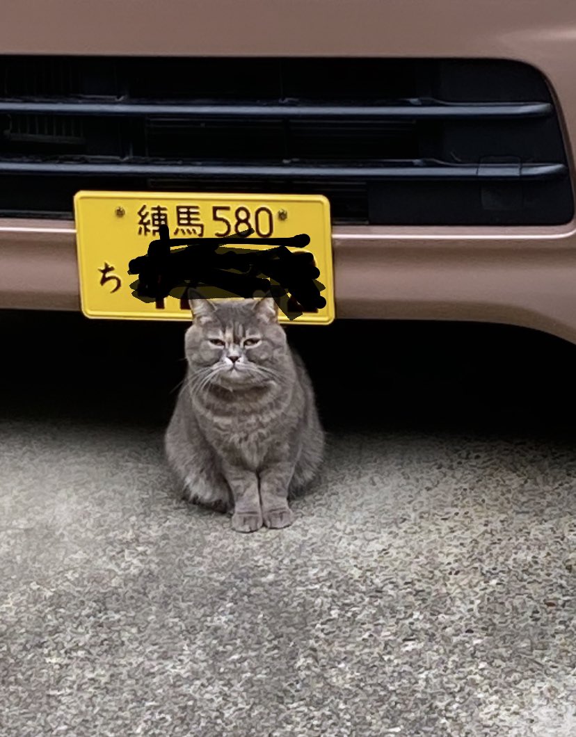 迷い猫かも。
マリブポイントの周辺に今朝からいます。見たことありません。
白と赤の首輪してます。
#迷い猫　#迷子猫
#malibupoint 
<a href="/PointMalibu/">MALIBU POINT</a>