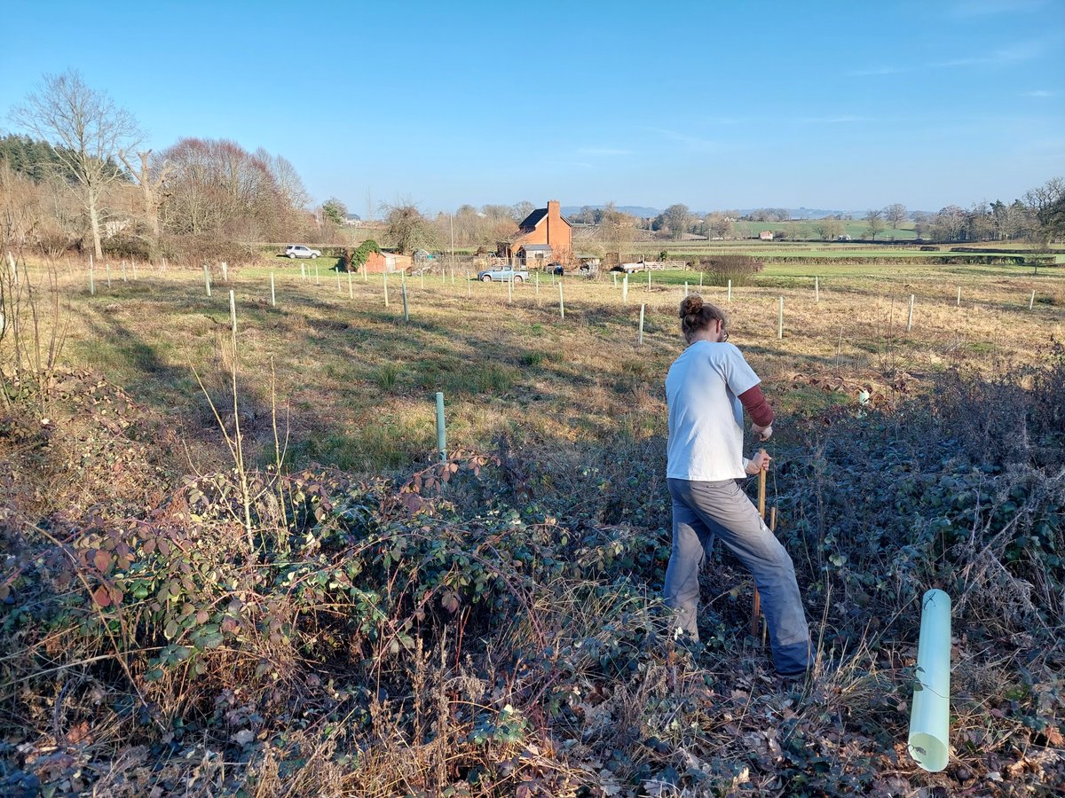 FutureTreesUK's tweet image. Last month saw the planting of another Oak Seed Orchard on a private estate in Herefordshire.

The oaks on this site will soon produce quality homegrown acorns for the forestry sector. 

You can find out more about our Oak project here:

futuretrees.org/oak/
#TreeResearch