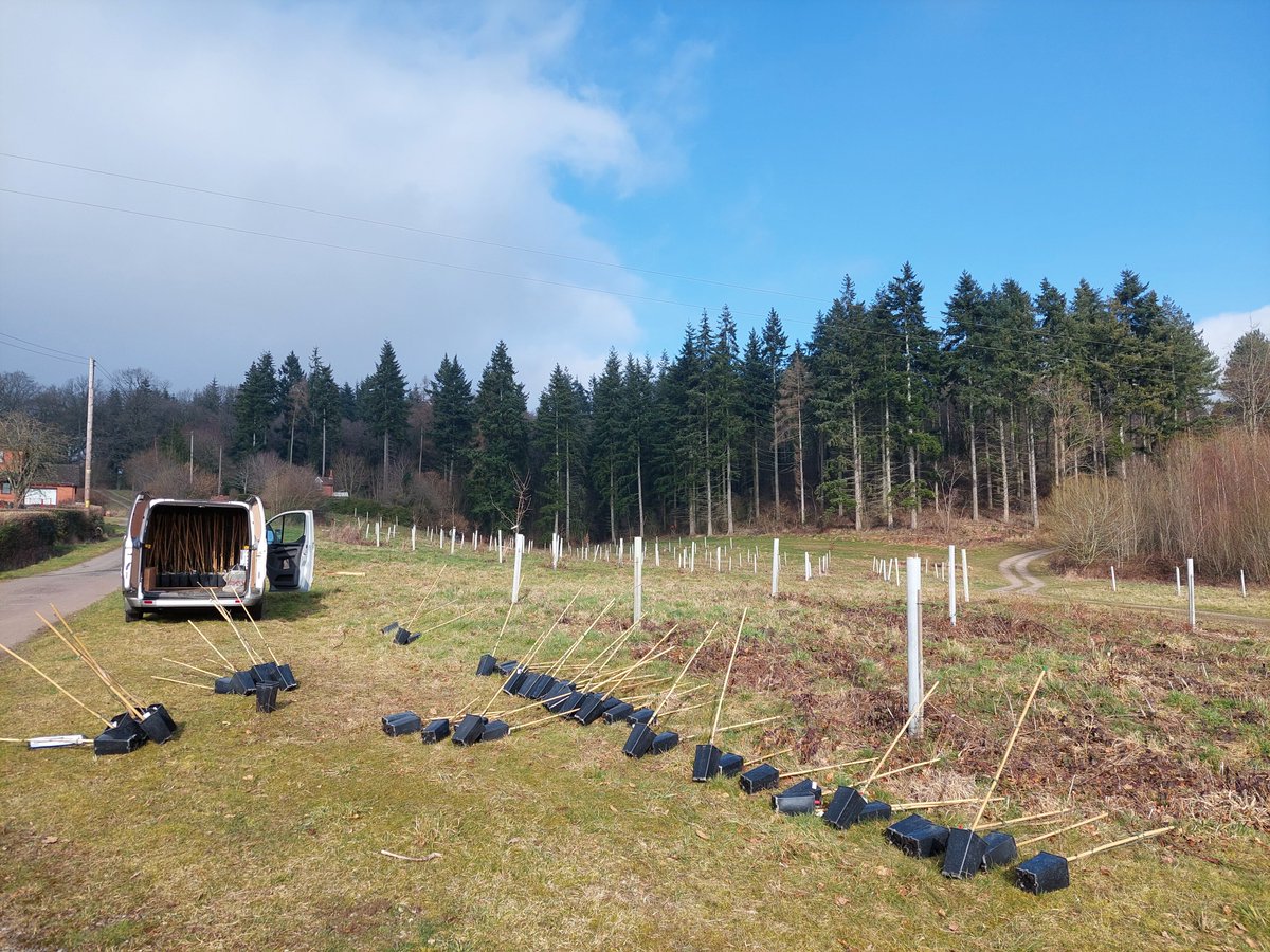 FutureTreesUK's tweet image. Last month saw the planting of another Oak Seed Orchard on a private estate in Herefordshire.

The oaks on this site will soon produce quality homegrown acorns for the forestry sector. 

You can find out more about our Oak project here:

futuretrees.org/oak/
#TreeResearch