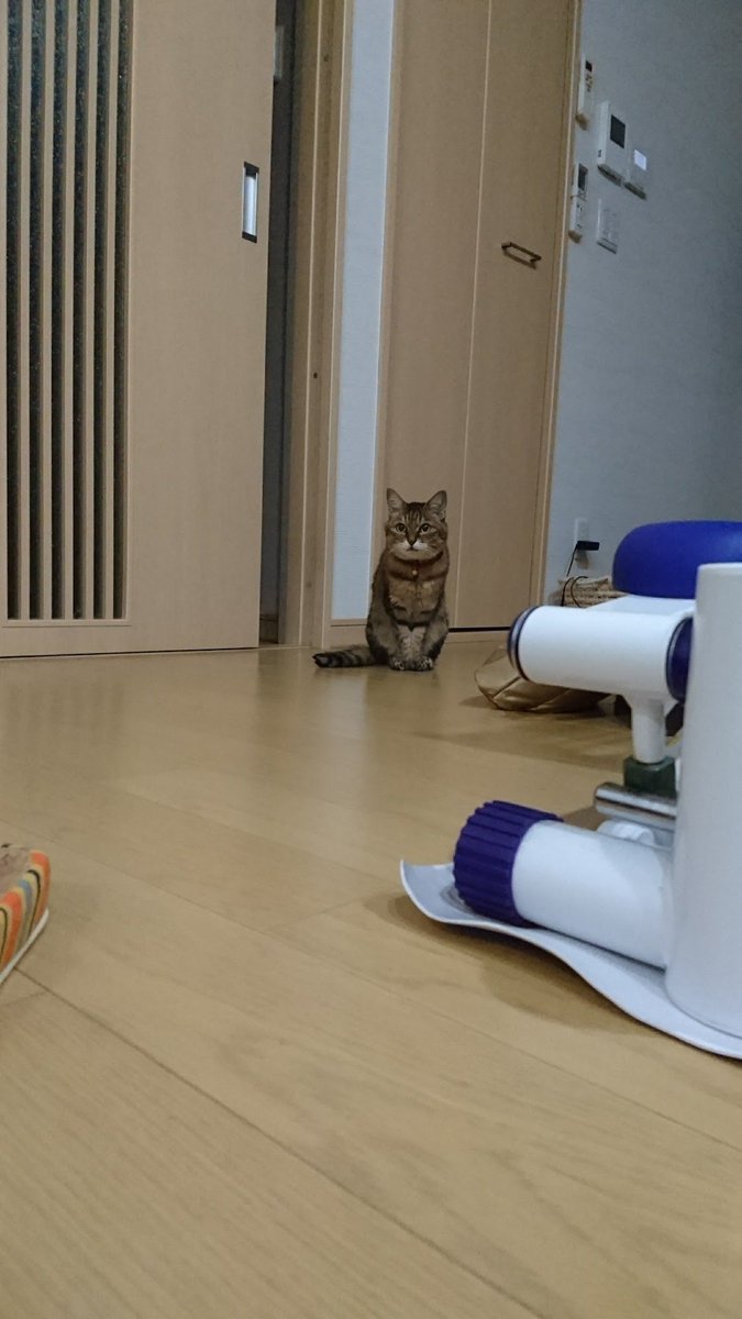 Sunbako's tweet photo. 懐かしい😸

逢いたいなぁ

#思い出 #雌猫 #猫 #可愛い #会いたい #マリンちゃん #cat #pretty https://t.co/IDHv4obW01