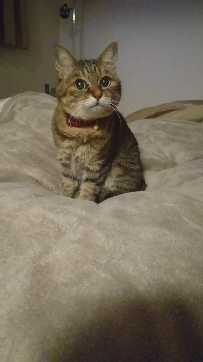 Sunbako's tweet photo. 懐かしい😸

逢いたいなぁ

#思い出 #雌猫 #猫 #可愛い #会いたい #マリンちゃん #cat #pretty https://t.co/IDHv4obW01