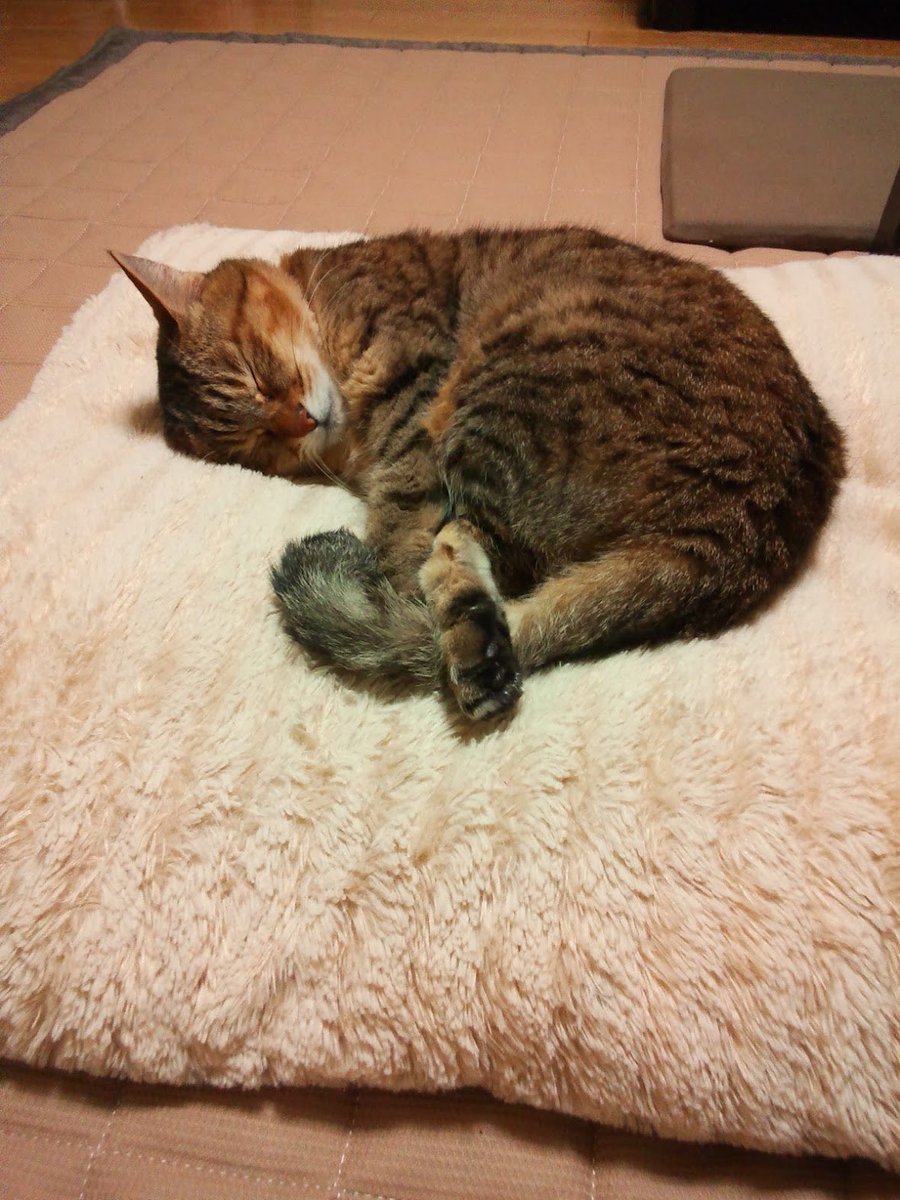 Sunbako's tweet photo. 懐かしい😸

逢いたいなぁ

#思い出 #雌猫 #猫 #可愛い #会いたい #マリンちゃん #cat #pretty https://t.co/IDHv4obW01