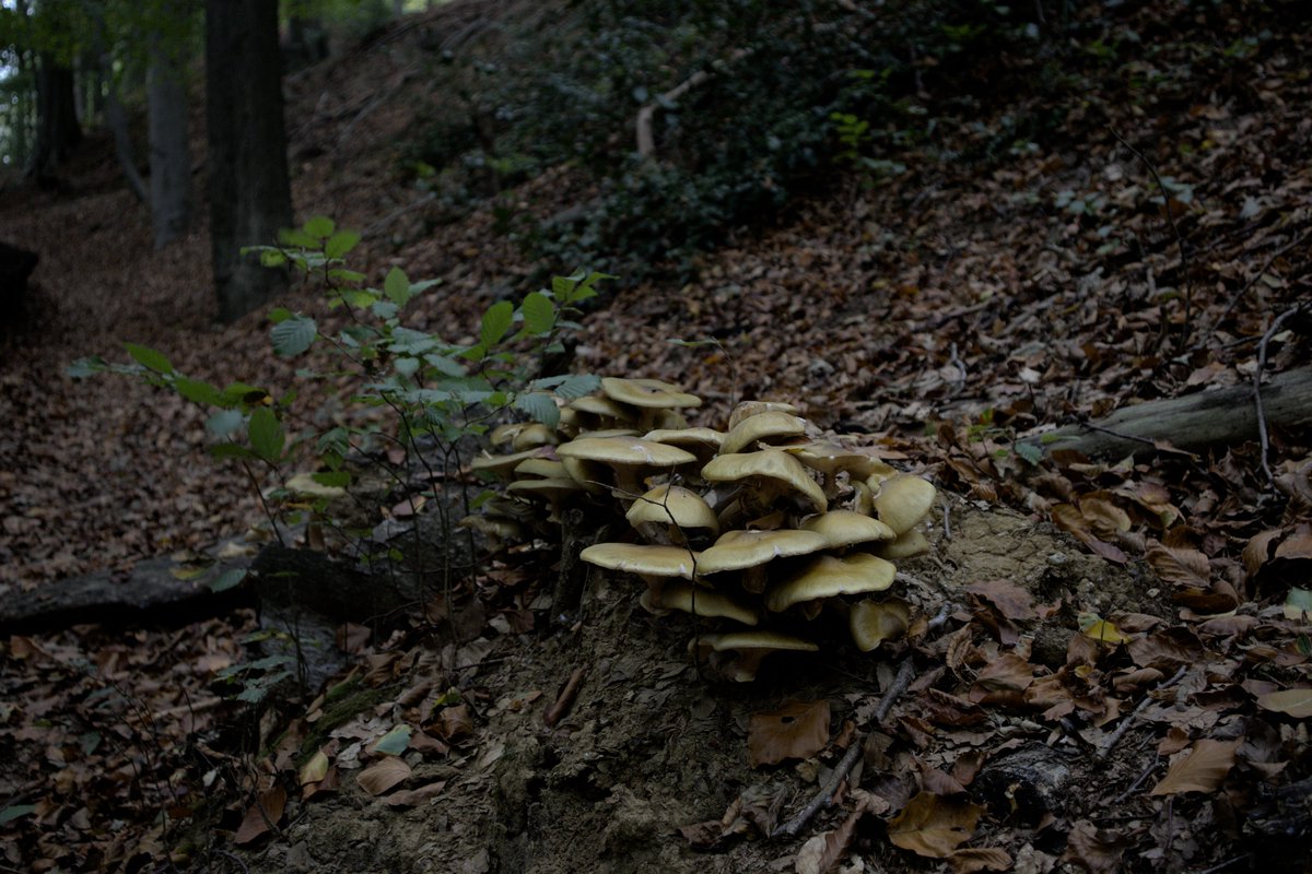 #photo #photography #photographylovers
#nature #naturephotography #naturelovers #mushrooms #mushroomlovers #mushroomphotography  #forestphotography #forestlovers