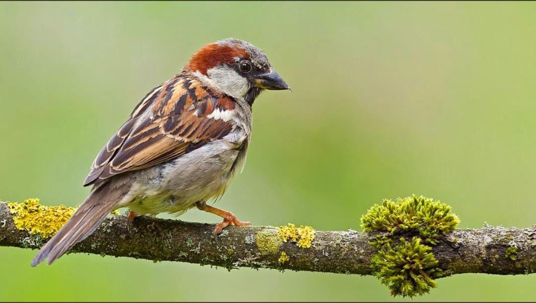 sharma1305's tweet photo. #World_Sparrow_Day
#विश्व_गौरैया_दिवस 
प्रथम आयोजन-20march2010
शुरुआत-Forever Society of India and फ्रांस के Ecco-SYC द्वारा.
गौरैया पुरस्कार -20/march/2011
दिल्ली/बिहार का राज्य पक्षी-गौरेया
गौरैया बचाव आंदोलन- #राइ��_ऑफ_स्पैरो
Theme- #l_love_Sparrow
#sparrow #UPSC #GK
#Nature https://t.co/WipWRafXSa