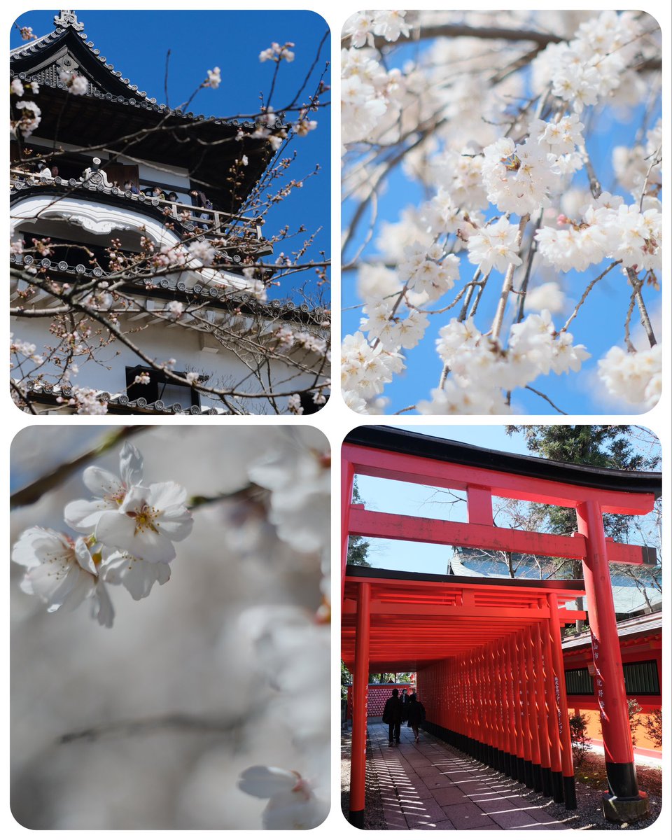 Mosora317's tweet photo. 昨日の犬山城🏯🌸
もうすぐ満開ですね♪

近くのしだれ桜もキレイでした🌸

今週もよろしくお願いします✿.*·̩͙ https://t.co/MrRO0y2TDB