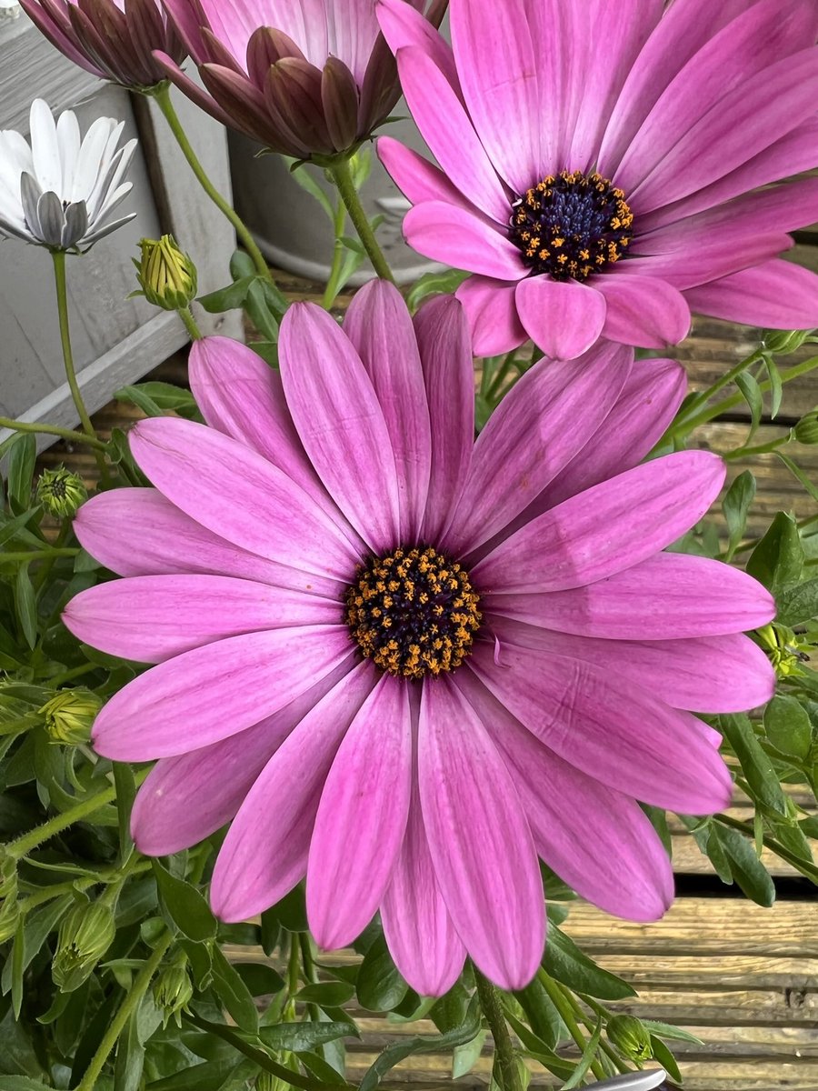 🌻🌸Clarey Clarey Quite Contrary🌷🐝 tweet media
