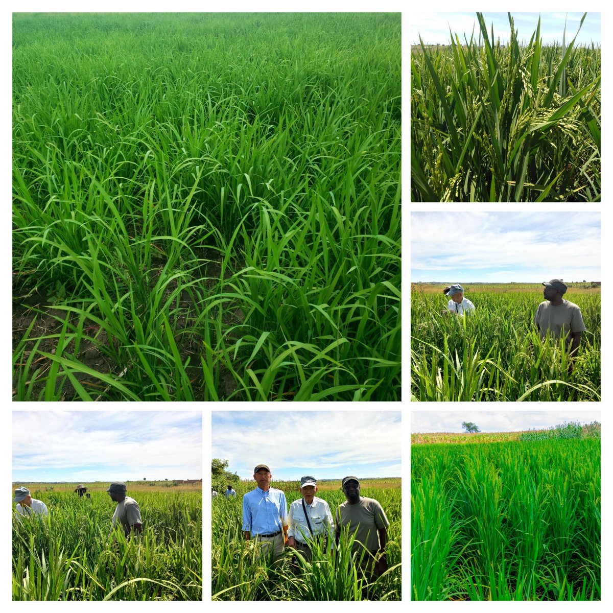 My first attempt at white rice, can't complain  and expecting a decent yield.
<a href="/basera_john/">John Basera</a>