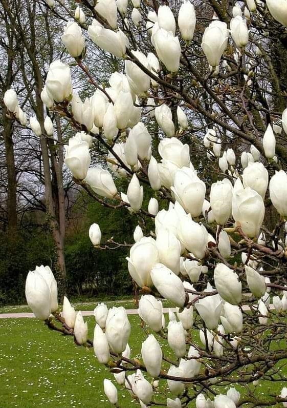veronstr's tweet photo. Bună dimineața, dragi prieteni! O săptămână binecuvântată! Bem o cafea împreună? ☕
Ieri, in plimbarea mea prin parc, am descoperit această magnolie ... Este superbă!!! https://t.co/nJ8wP15Yz0