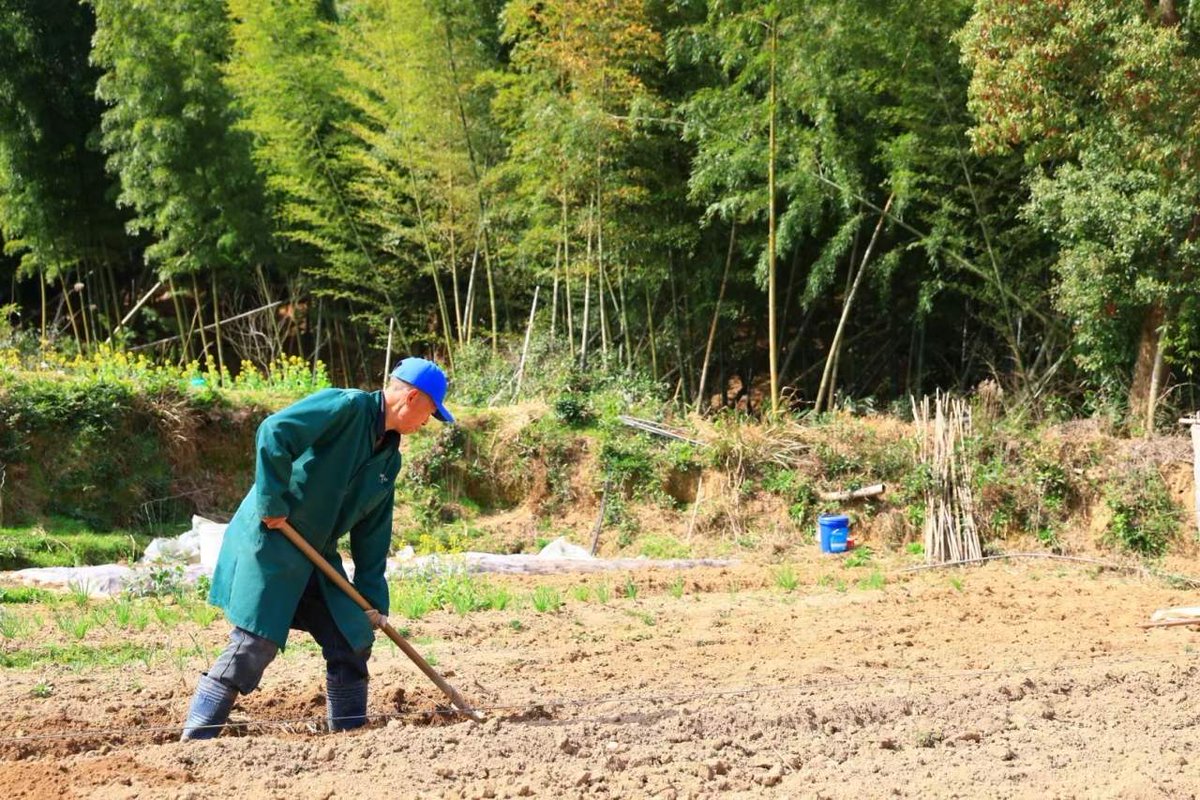 VisitYinzhou's tweet photo. Tired of the hectic #city life? Try catching a break by getting in touch with nature and unwinding with urban #farming🧑‍🌾! One place you can try this is Qinyong village in #Yinzhou, where you can rent a plot of land to grow vegetables🥦 and even rear chickens 🐤and ducks🦆. https://t.co/Dj9iZTJhtG